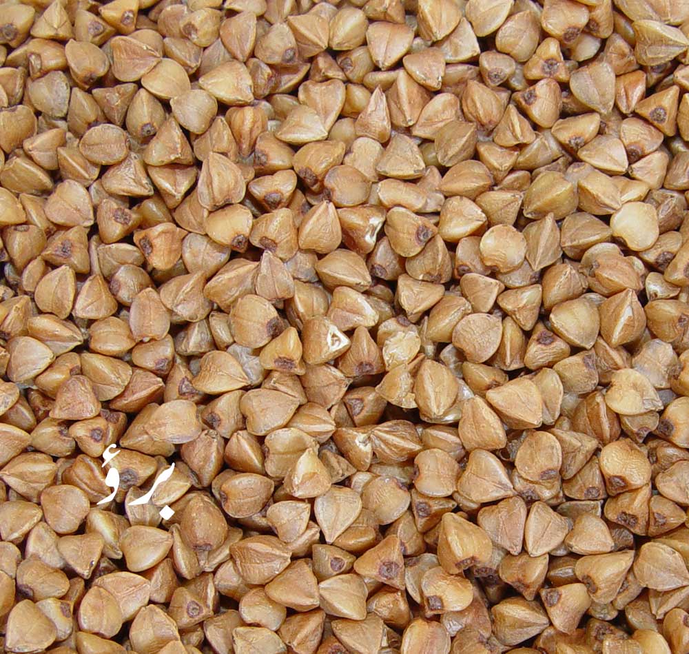 برؤ, دڑؤ ,دیلار,گندم سیاہ,کٹو, گندم گاوی, گندم راش, راش‌گندم,گندم کنگن, بھورا آٹا,اوگل, بک ویٹ , Buck-wheat, brau, drau, phaphra, kultu, kathu, phapar, garo, kotu,  kuktu, ogal, kulti, kathu, bv crau, doron, kaadu godhi, Fagopyrum esculentum  , brau, drau, ਦੜਊ, ਦਡ਼ਊ, darau , ogal,  ਓਗਲ, daraoo, ਦਡ਼ਊ, ਉਗਲ ,ugal, ਬਰਊ, برؤ