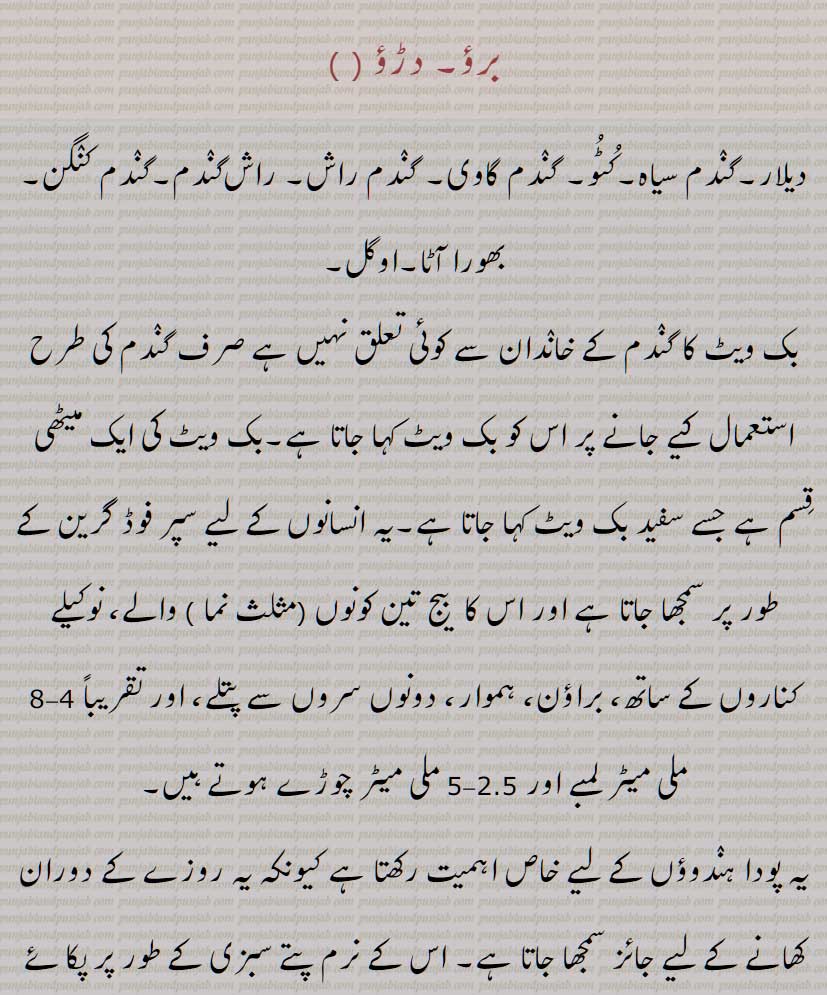 برؤ, دڑؤ ,دیلار,گندم سیاہ,کٹو, گندم گاوی, گندم راش, راش‌گندم,گندم کنگن, بھورا آٹا,اوگل, بک ویٹ , Buck-wheat, brau, drau, phaphra, kultu, kathu, phapar, garo, kotu,  kuktu, ogal, kulti, kathu, bv crau, doron, kaadu godhi, Fagopyrum esculentum  , brau, drau, ਦੜਊ, ਦਡ਼ਊ, darau , ogal,  ਓਗਲ, daraoo, ਦਡ਼ਊ, ਉਗਲ ,ugal,