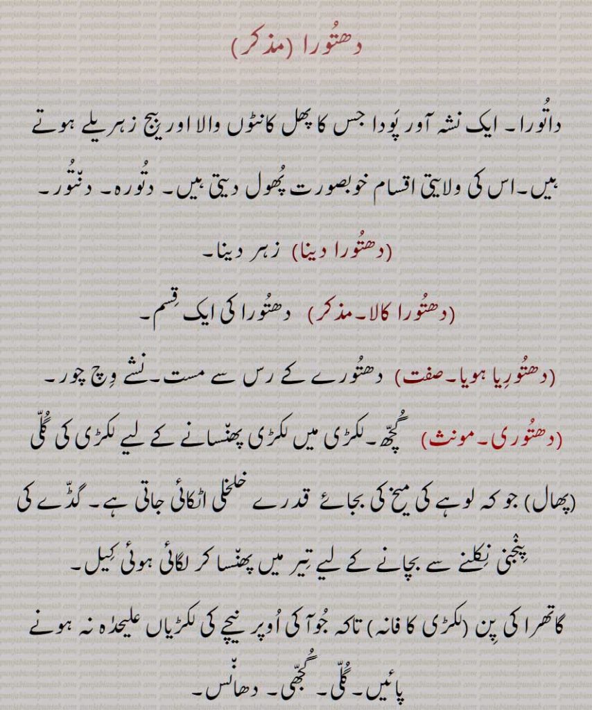 دھتورا, داتورا, ایک نشہ آور پَودا جس کا ھل کانٹوں والا اور بیج زہریلے ہوتے ہیں,اس کی ولایتی اقسام خوبصورت ھول دیتی ہیں, دتورہ, دنتور, دھتورا دینا,دھتورا کالا, دھتوریا ہویا,دھتوری,   گچھ,گلی ,ھال, لکڑی کا فانہ,گلی, گجھی, دھانس, The thorn-apple ,Datura stramonium, dattoor,dhatooria hoia, dhatoori, faanna, phaanna, dhatoora, ਧਤੂਰਾ, dhatura ,ਧਤੂਰੀ, dhaturi, dattur, ਦੱਤੂਰ ,