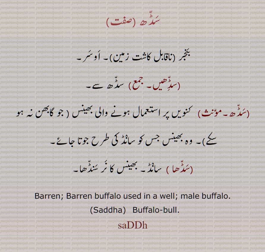 سڈھ,  بنجر , اَوسر,سڈھیں,سڈھا , barren, barren buffalo used in a well,  saddha, bbuffalo-bull, saddh,  ਸੱਢ