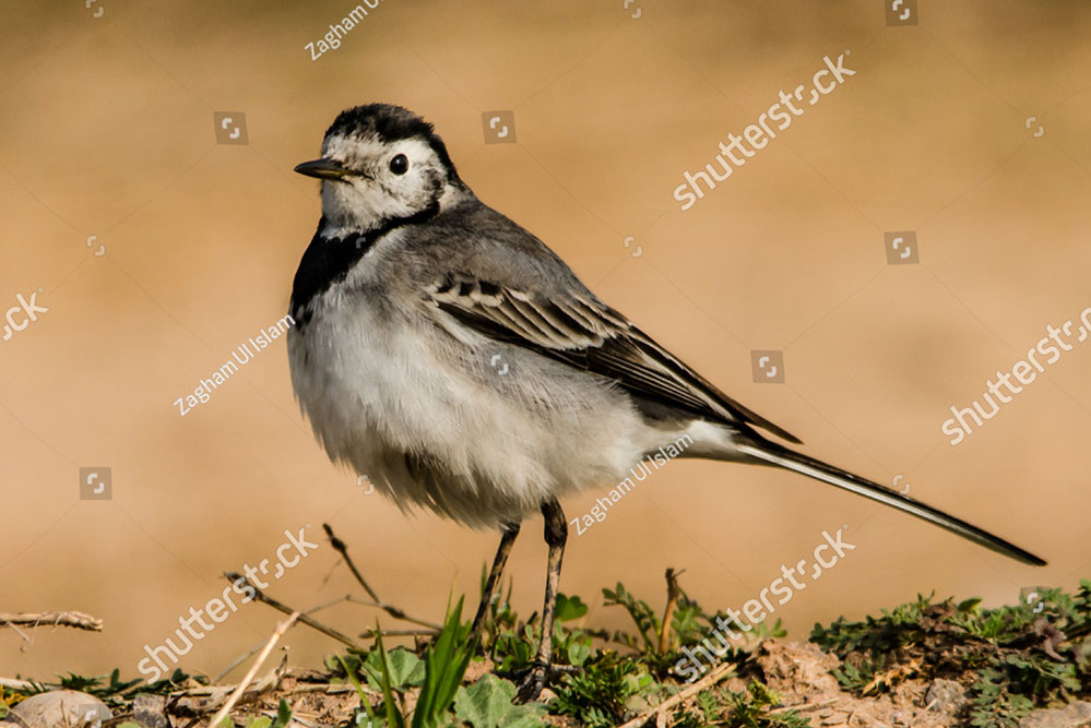 دھوبن, dhoban, wagtail,ਧੋਬਣ
