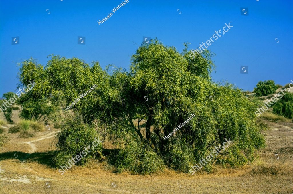 wan, waղ,  ਵਣ, ون, وَڽ 