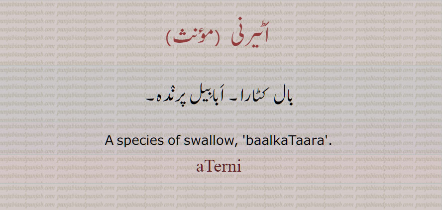  اٹیرنی , بال  کٹارا, ابابیل پرندہ,  swallow,  baalkaTaara ,  balkaTara ,aTerni, ਬਾਲਕਟਾਰਾ, ਅਟੇਰਨੀ
