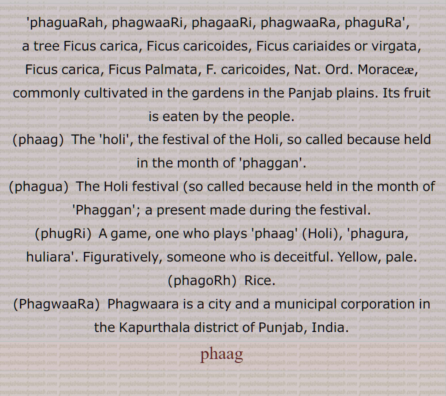 phaguaRah, phagwaaRi, phagaaRi, phagwaaRa, phaguRa, Ficus carica, Ficus caricoides, Ficus cariaides or virgata, Ficus carica, Ficus Palmata, F. caricoides, festival of the Holi, phagua, phugRi,who plays  Holi, phagura, huliara,  someone who is deceitful,phagoRh,  Rice,  PhagwaaRa, a city in the Kapurthala district of Punjab, India, phaag, phag, ਪਗਵਾਡ਼ੀ, ਫਗਵਾਡ਼ੀ, ਫਾਗ, ਪਾਗ ,ਫਗੂਆ , ਪਗੂਆ , ਫਗੂਡ਼ਾ , ਪਗੂਡ਼ਾ , ਫਗਵਾਡ਼ੀ, ਪਗਵਾਡ਼ੀ,  ਫਗਵਾਡ਼ਾ , ਪਗਵਾਡ਼ਾ, ਫਗਵਾਡ਼ੀ, ਪਗਵਾਡ਼ੀ,