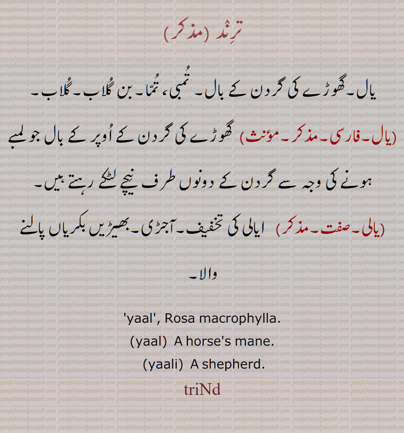ترِند , یال,گھوڑے کی گردن کے بال, تمبی, تمّا,بن گلاب,یالی,بھیڑیں بکریاں پالنے والا,ترند , yaal, horse's mane, yaali, triNd, ਤਰਿੰਦ, ਯਾਲ, ਯਾਲੀ , shepherd,
