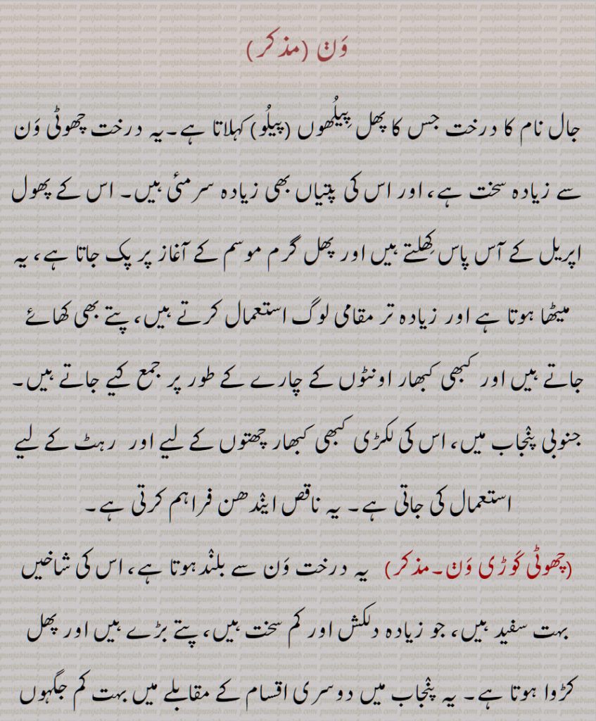 وَڽ ,,جال نام کا درخت جس کا پھل پیلھوں (پیلو) کہلاتا ہے,ون ویری,امبر ویل,ارک پشپی,مٹھا ون,,  ون,
The Salvadora oleoides ,jaal,  jal,,peelhooN, peeloo, pilu, chhoTi kauRi wan,tooth- sticks or miswaak, wan weri,  miTTha wan,wan, waղ,  ਵਣ, ون, وَڽ 