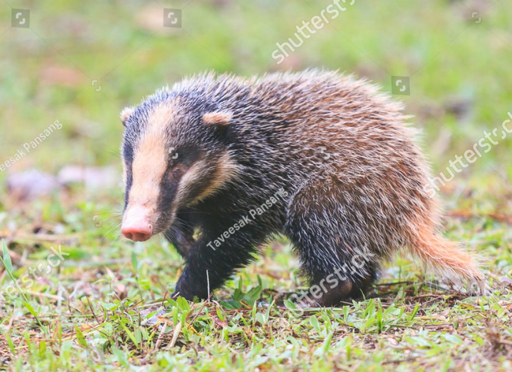  بِجُّو ,بجو, bijjoo, ਬਿਜੂੱ, bijju, Hyaena,Indian badger,Meles,Arctonyx collaris, , جانور, animal 