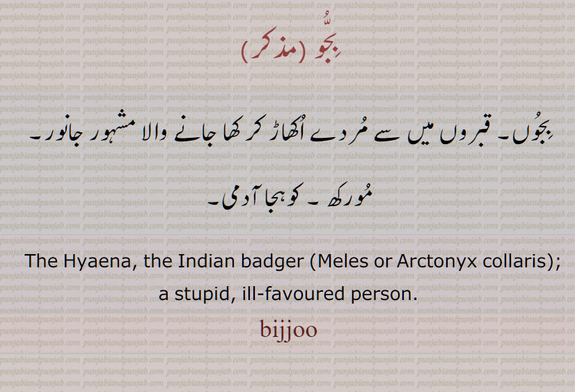  بِجُّو ,بجو, bijjoo, ਬਿਜੂੱ, bijju, Hyaena,Indian badger,Meles,Arctonyx collaris,